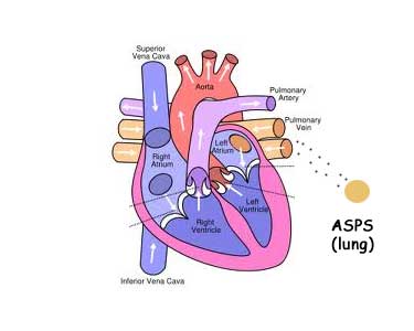 ASPS-to-Heart.jpg